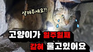 사람이 살지 않는 폐가에서 고양이 울음소리가 들려요 [고양이탐정]