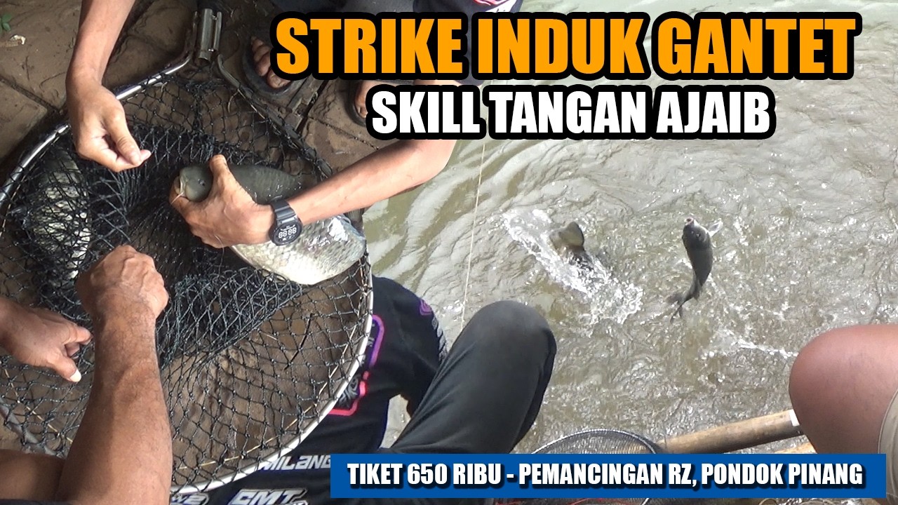 UJI COBA UMPAN PUTIH DAPET INDUK GANTET, KIRAIN CUMA SATU GAKTAUNYA ISINYA DUA‼️