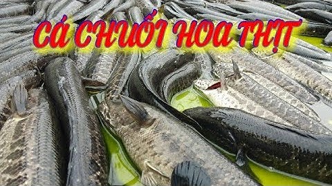 Cá Chuối Hoa, Cá Quả Miền Bắc - Cung Cấp Cá Thịt Và Cá Giống TRUNG TÂM GIỐNG THỦY SẢN CẤP 1 MIỀN BẮC