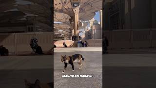 Madina Tun Nabi Nasheedmadinashorts