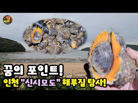 인천 신시모도 잔혹사: 간조 20분 전의 기적!