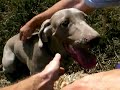 WEIMARANER Dusty de Bertonata cazando a los 7 meses