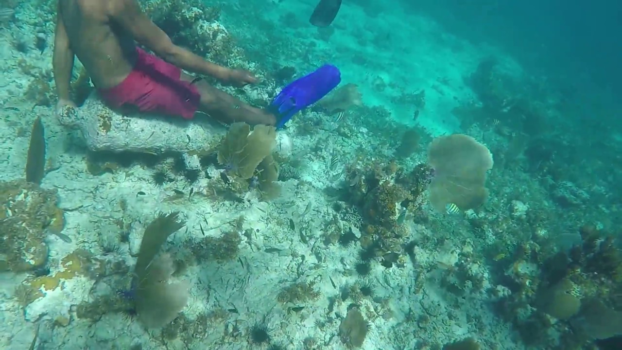 Snorkeling in Jamaica YouTube