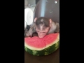 Yumm Yumm Watermelon