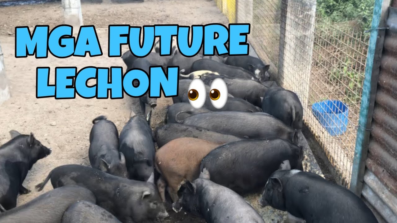 Tignan ang mga palakihin || Consolidated pen