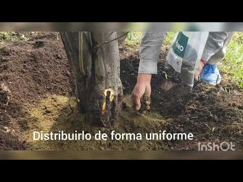 Video: Necesidades de fertilizantes para manzano silvestre: ¿cuánto debería alimentar a un árbol de manzano silvestre?