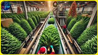 How to Harvest and Grow Millions of Christmas Trees - Christmas Tree Farm | Farming Documentary