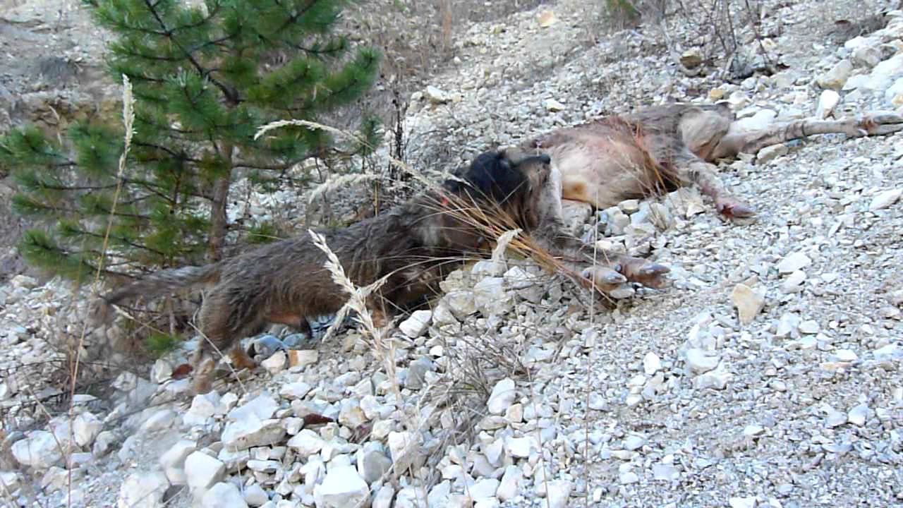 teckels poils durs: chasse du chevreuil. - YouTube teckels poils durs: chasse du chevreuil. - YouTube