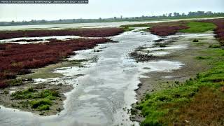 Cedar Point NWR Live Cam - September 5 2025