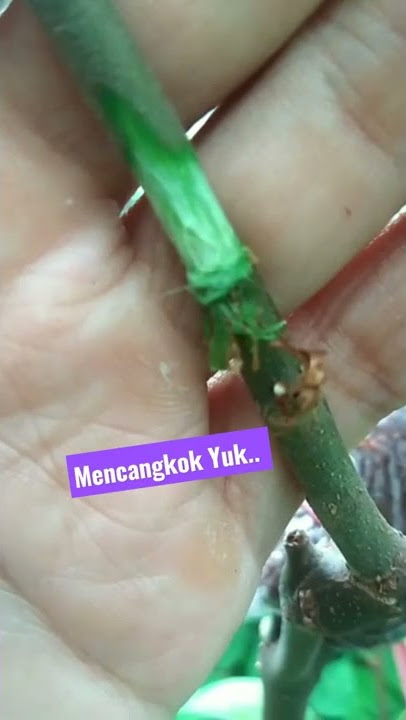 cara mencangkok apel putsa yg tepat