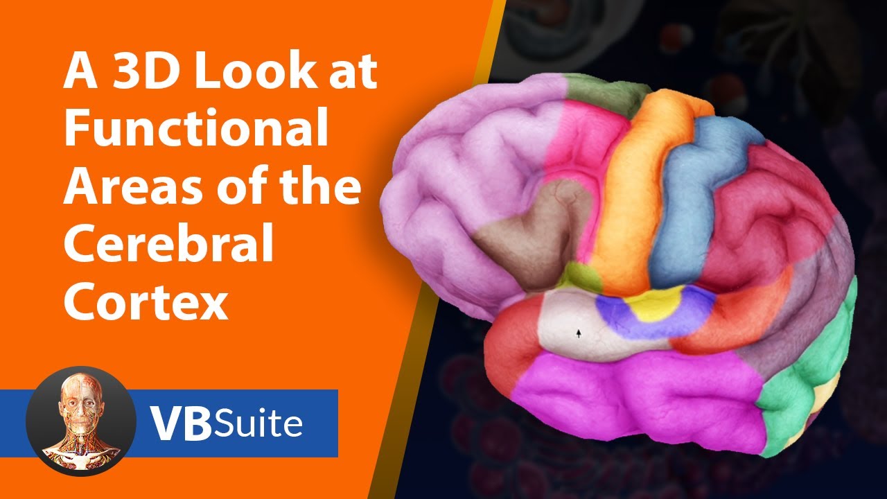 A 3D Look at Functional Areas of the Cerebral Cortex - YouTube