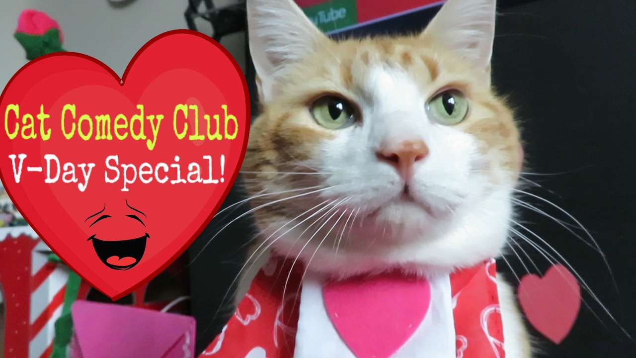 Cat Comedy Club Valentine's Day Special YouTube