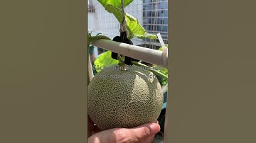 Cách nhận biết dưa lưới đến ngày thu hoạch