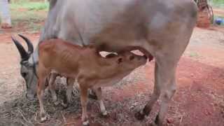 kangayam cattle farm