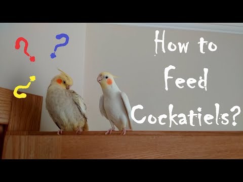 How to feed cockatiels?