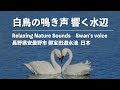 【自然音12時間_ep.13】白鳥湖の冬音に耳澄ます_安曇野の野鳥楽園 -Relaxing Nature Sounds_Swan&#39;s Voice_12hour