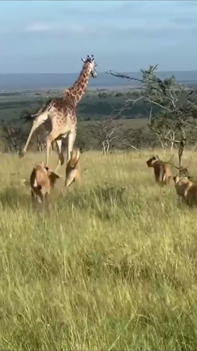 Giraffe fights lion and how it all ends #lion #animals #wildlifebattle