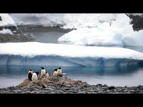 Videó: A Regényíró Bejelenti Az Antarktiszi Túlélést Sim Halál Közelében