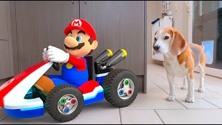 Beagles Play with Real Life Animated Mario and his Kart