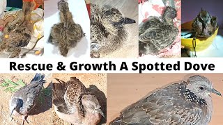 Rescue Baby Spotted Dove & Growth Video#Feeding.