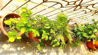 Indoor plant🌱🌱 in sunlight☀️ | Hibiscus plant care | Gardening🌱🌱| Nature🌿 ❤love | Nursery🌿🍃🌿| indoor