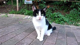 歩道からこっちを見ていた野良猫、近づいてナデナデしたら喜んだ
