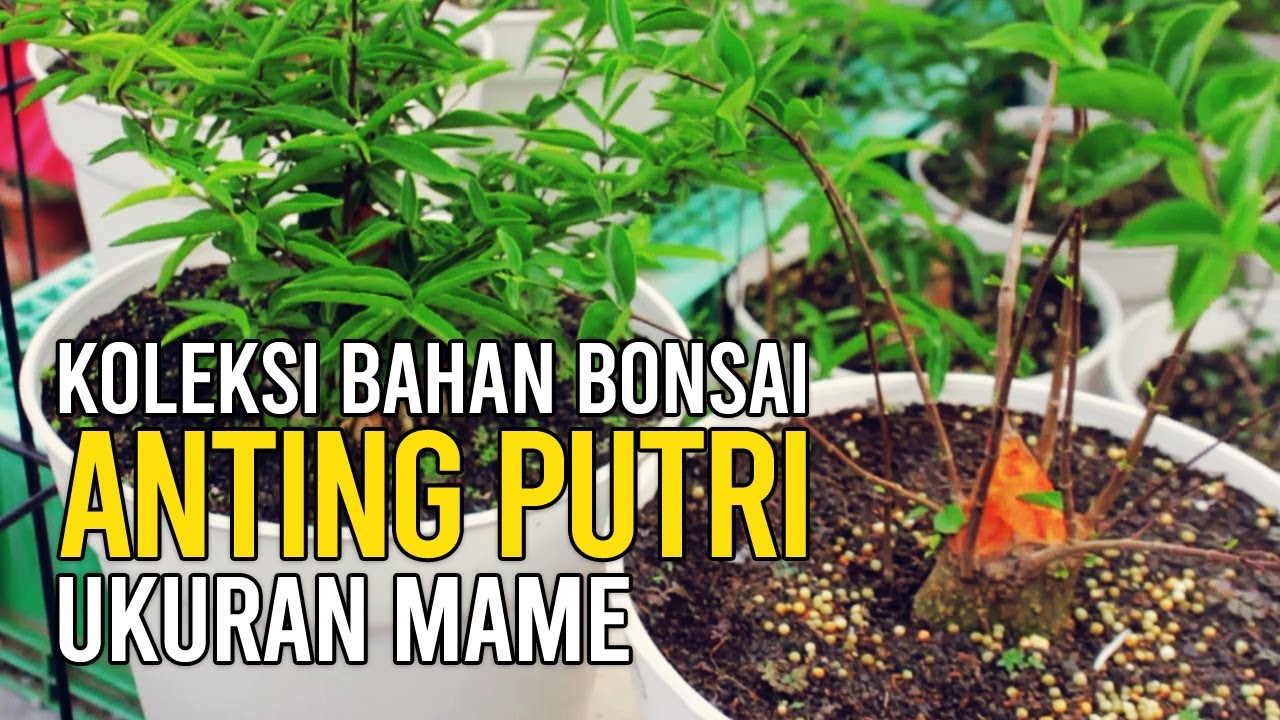 Bahan-bahan Anting Putri Ukuran Mame Garapan Trainer Bonsai Cicalengka