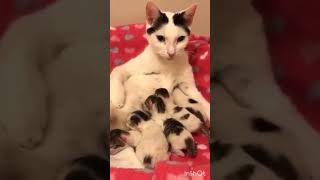 INILAH MITOS ARI-ARI KUCING YANG DIJADIKAN JIMAT KEBERUNTUNGAN