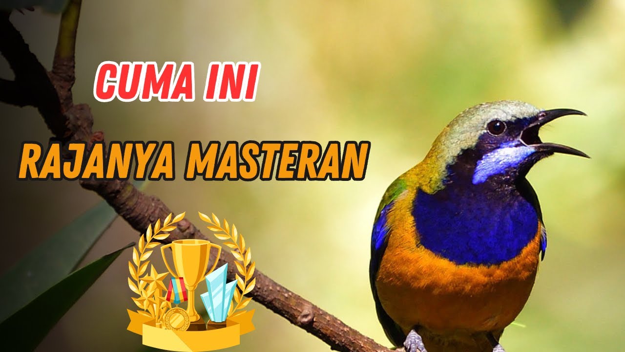 LIVE🔥 MASTERAN MEWAH‼️ CUCAK CUNGKOK KONSLET KASAR & PEDAS – GAMPANG DITIRU💥 