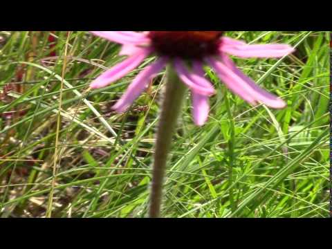 30June2016 C3 AA MVI 0055