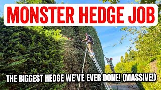 NO ONE would TOUCH this MONSTER hedge !!! ( So we took this CHALLENGING job  ) #dangerous