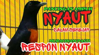 Pancingan PAGI-PAGI AGAR MURAI GACOR❗sekali coba murai DIAM langsung bunyi