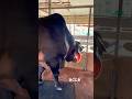 বিশাল দেহের কালো শাহিওয়াল গরু। #farming #strongbull #biggestbull #qurbani #vairal #bd #cow ￼