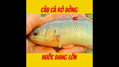 Câu Cá Rô Đồng Nước Lớn.//#fishing .//#shorts .//#caucarodong.//@thachhauvlog83 .