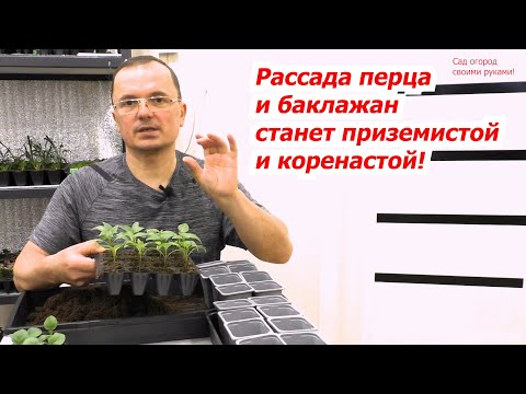 Рассада сладкого перца и баклажан не потянутся, если сделать с ними так.