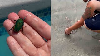 Second Chances! Miraculous Animal Rescues That Will Restore Your Faith