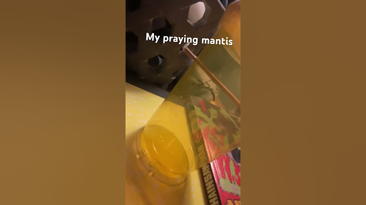 I spent $2000 on a praying mantis ￼￼