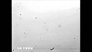 Ejaculated Mouse Sperm Enter Cumulus-Oocyte Complexes More Efficiently In Vitro than Epididymal...