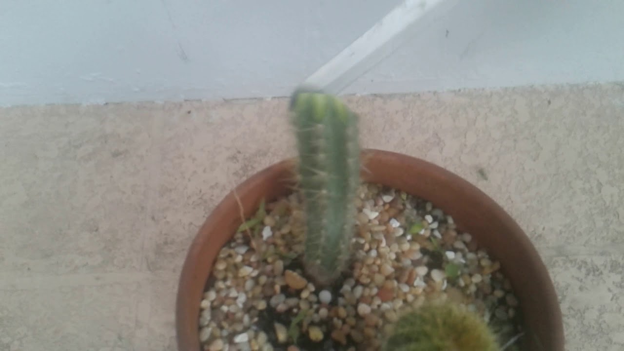 How To Propagate Large Cactus Cutting 