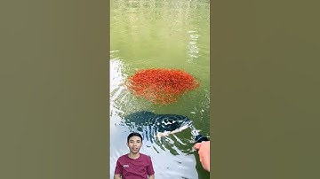 Bất ngờ cá lóc con cứu mẹ #cacconvat #docla #fishing #bettafish