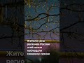 Жители семи регионов России этой ночью наблюдали северное сияние #новостисегодня