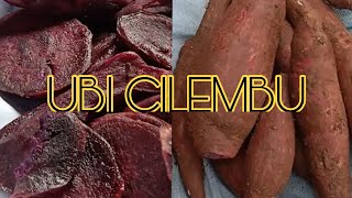 Memasak ubi Cilembu||Warnanya serba ungu