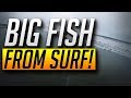 Catching BIG FISH from a Public Beach! -- Surf Fishing During Red Tide (Mission Beach)