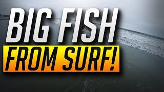 Catching BIG FISH from a Public Beach!  Surf Fishing During Red Tide (Mission Beach)
