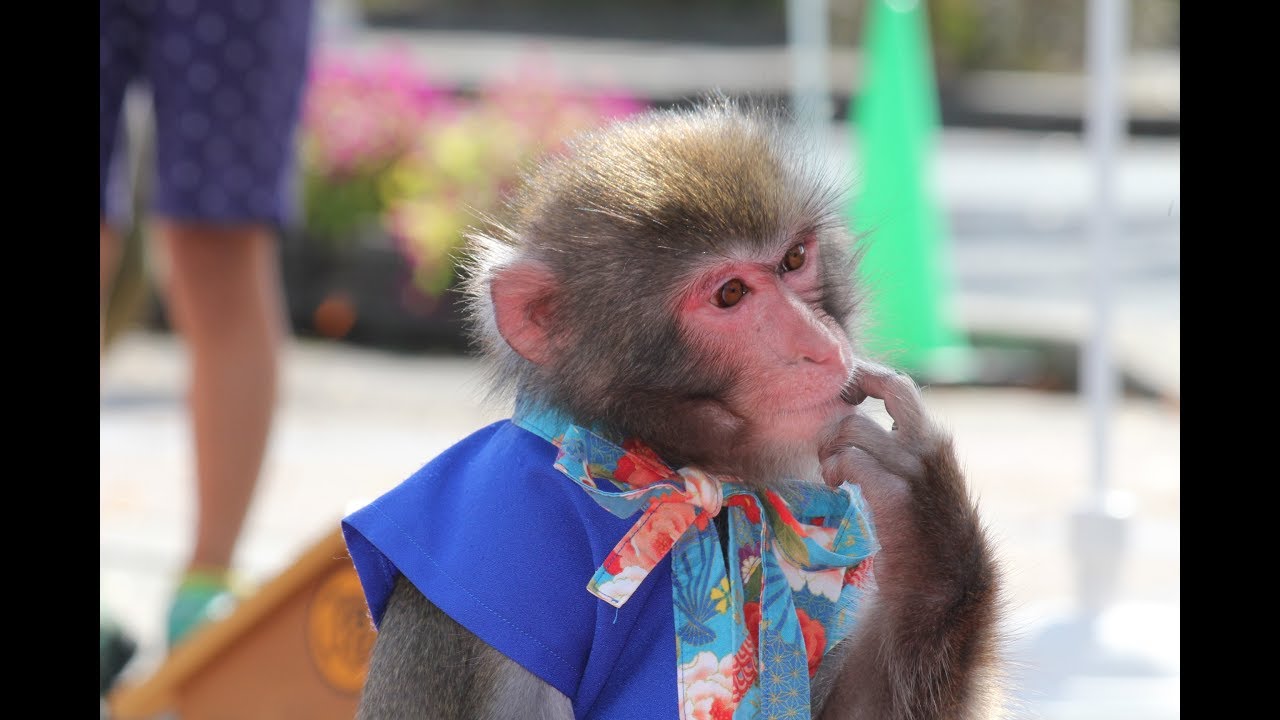 三和音　神戸モンキーズ劇場　2019年10月22日　道の駅北はりまエコミュージアム