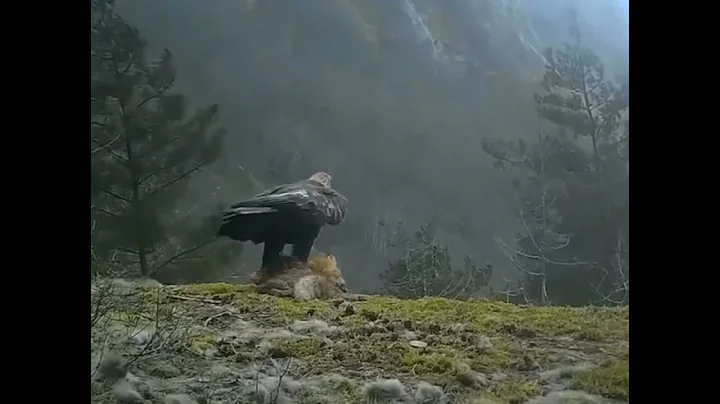 Golden Eagle carrying Fox - DayDayNews