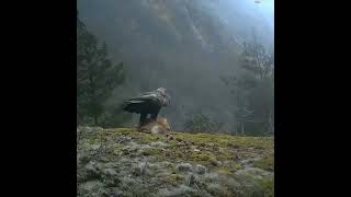 Golden Eagle carrying Fox Resimi