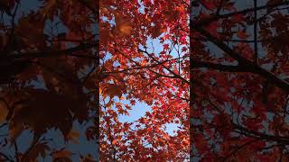 Autumn Leaves &amp; November Sky | Short Clips Films MUSIC &amp; STORIES