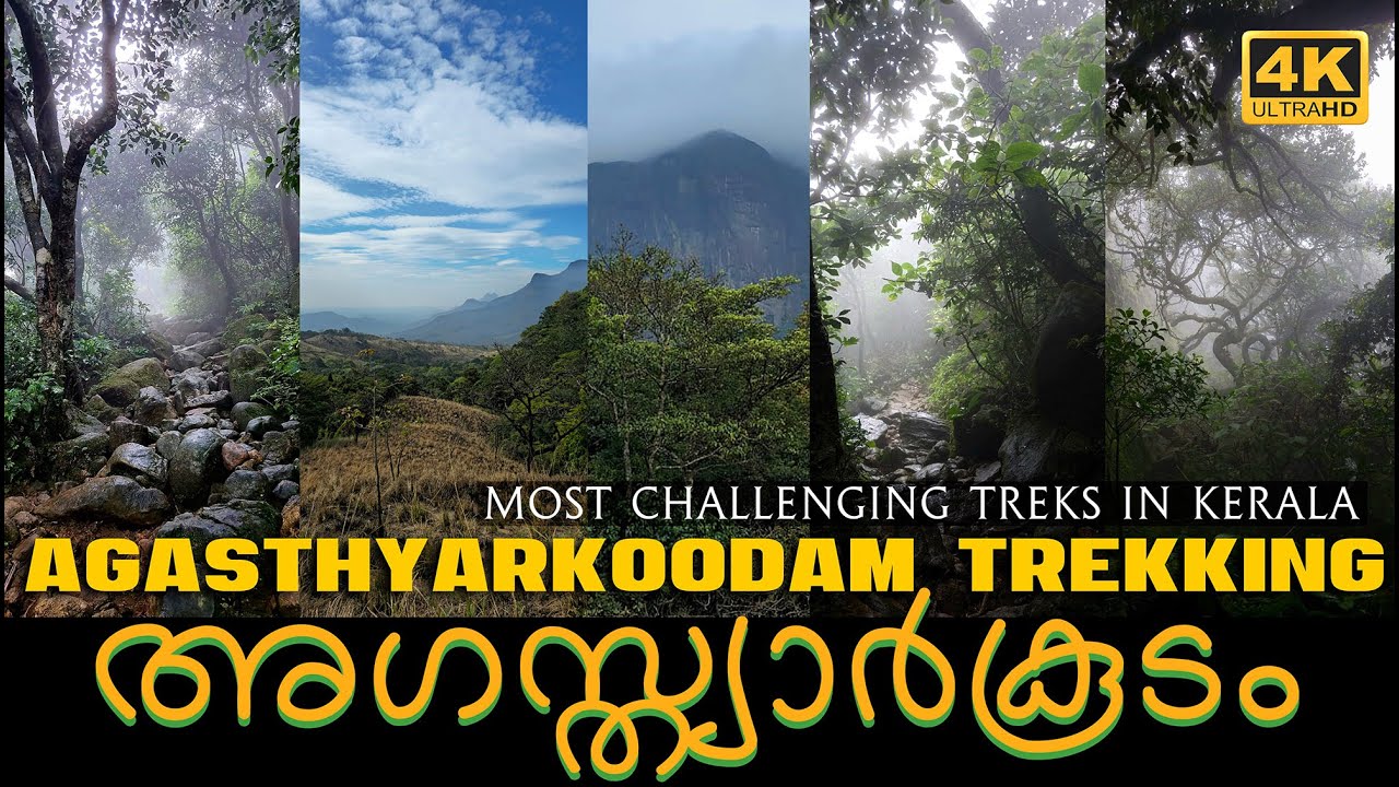 അഗസ്‌ത്യാർകൂടം | Agasthyakoodam Trekking I Wildlife I 4K I  Challenging Trek in Kerala