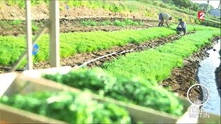 Marchés - Légume de la mer : la salicorne